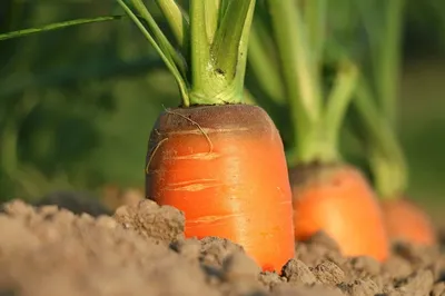 Капельный полив моркови 🥕 Особенности и нормы - АгроВсесвіт
