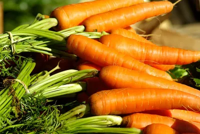 Мешки по 17 кг\": сладкая морковь плотно забьет все грядки после этой  подкормки в августе - Nakhodka.Media