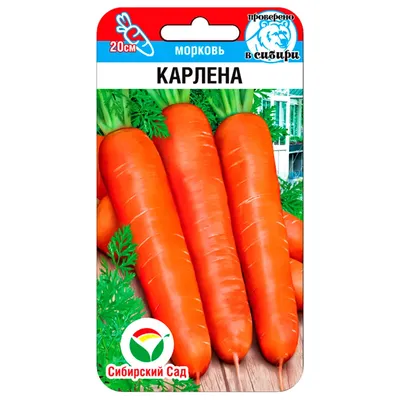 Используя этот хитрый прием при посадке моркови, я всегда получаю крупный  урожай без прополки | Городим огород | Дзен