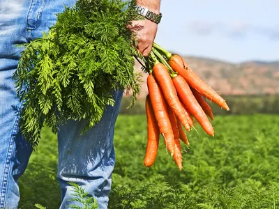 четыре моркови разложены в грязи на земле, овощи, почвы, еда фон картинки и  Фото для бесплатной загрузки