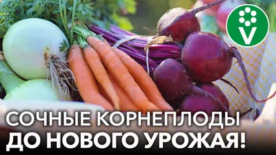 Морковь ПОИСК Агрохолдинг Морковь Алтаир F1 - купить по выгодным ценам в  интернет-магазине OZON (867026637)