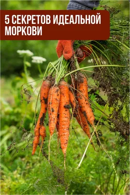 Сею морковь. Сроки посадки моркови. | САД ПЕРЕМЕН | Дзен