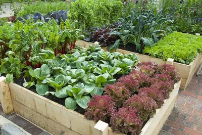 Что посадить на даче, чтобы не ухаживать, как организовать грядки |  Маленькие огороды, Современный сад, Идеи озеленения