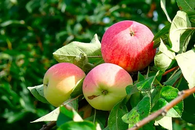 Яблоки в саду фото фотографии