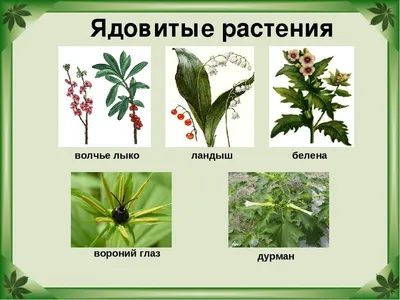 10 самых ОПАСНЫХ растений в саду на даче - YouTube