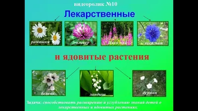 Ядовитые растения | МАДОУ Детский сад №157 городского округа город Уфа  Республика Башкортостан