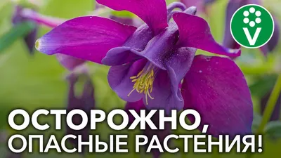 Ядовитые растения: крымская история отравлений | ВКонтакте