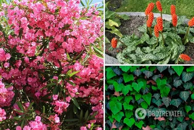 Растения-убийцы в саду - полезные статьи о садоводстве от Agro-Market