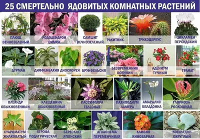 Российский Сервис Онлайн-Дневников | Идеи посадки растений, Растения, Ядовитые  растения