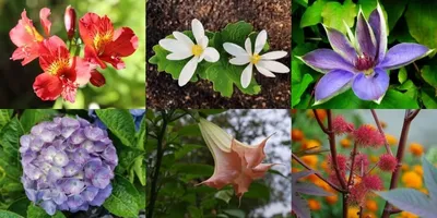 30 самых ядовитых цветов и ядовитых растений, которых должен остерегаться  каждый садовод. | Onefleur | Дзен