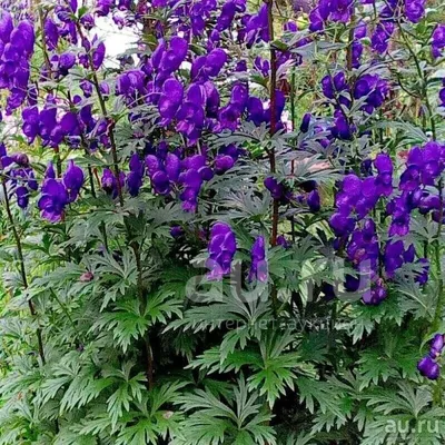 Герцогиня Нортумберлендская приглашает в свой сад ядовитых растений – КАК  ПОТРАТИТЬ
