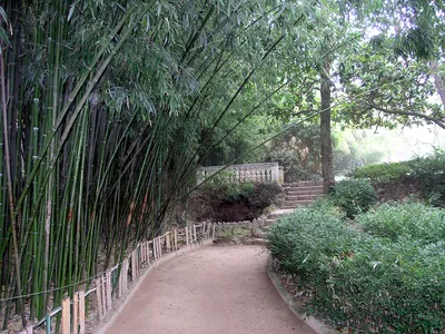 Ялта Никитский Ботанический сад (68 фото) - 68 фото