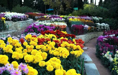 Экскурсия на Ай-Петри и в Никитский Ботанический Сад – экскурсии, туры |  GuideAdvisor в Севастополе