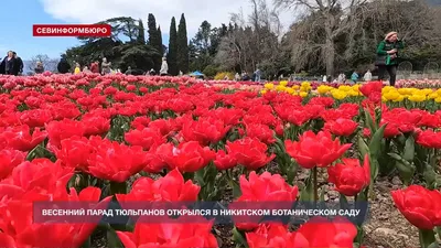 Никитский ботанический сад (Ялта) — путеводитель по отдыху в Крыму