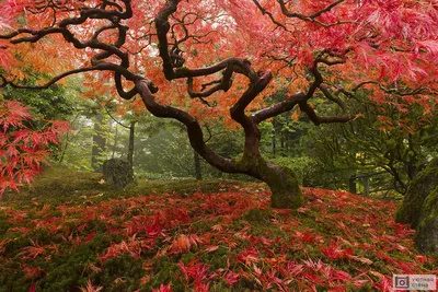 японский клен листьев стоковое изображение. изображение насчитывающей  коралл - 6282379