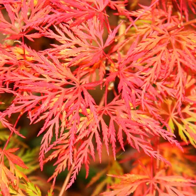 Японский Клен (клён Дланевидный) Осенью Цвета Фотография, картинки,  изображения и сток-фотография без роялти. Image 64979788