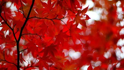 Клен Кленовые Листья Японский - Бесплатное фото на Pixabay - Pixabay