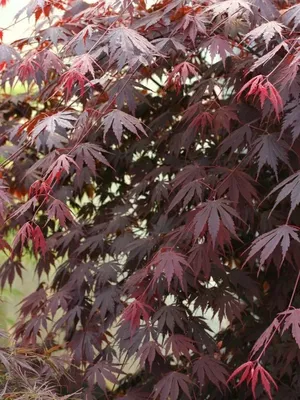 Японский клен Rovinsky Garden (Japanese maple) Shaina, 60-80см, объём  горшка 3л (ID#1602564389), цена: 1680 ₴, купить на Prom.ua