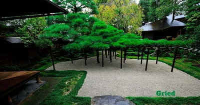 Японские деревья: карликовые, мини деревья из сосны обыкновенной, бонсай