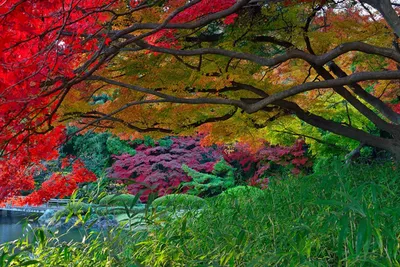 Клен в ландшафтном дизайне — фото красного, японского и прочих видов
