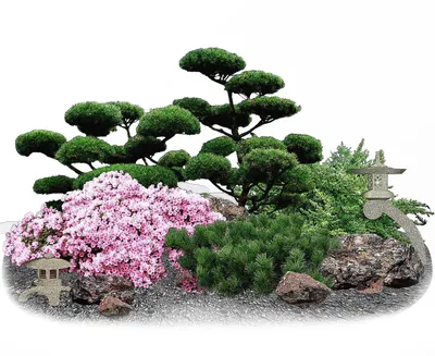 Как использовать японский клен в ландшафтном дизайне? | Ogorodnik.com