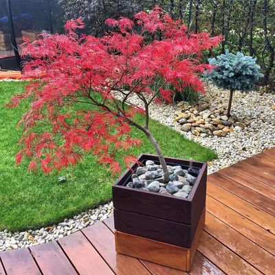 Сорта японского клена для выращивания в саду: посадка и уход