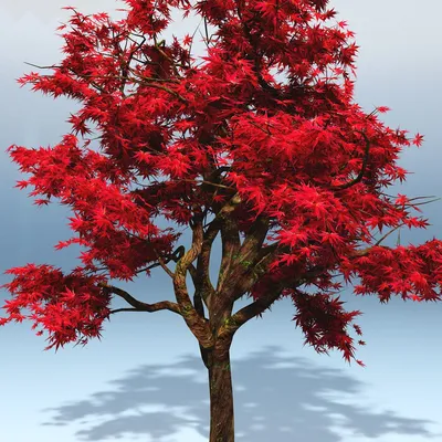 Красный японский клен 3D Модель $19 - .max .fbx .dwg .dxf .obj .3ds - Free3D