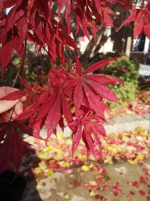 Японский красный клен осенью, Acer palmatum, самые красивые деревья мира,  01/12/2017 - YouTube