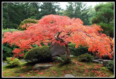 Японский красный клён (лат. Ácer japónicum)