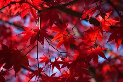 КЛЕН японский (англ. Japonese maple) | Анастасия Смирнова | Дзен