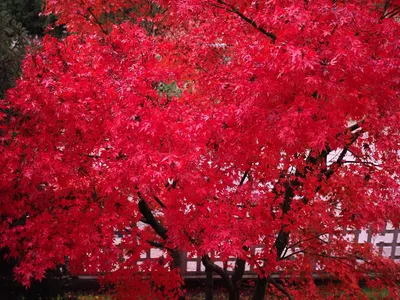 Купить SAFLAX - Бонсай - Красный японский клен - 20 семян - Acer palmatum |  Joom