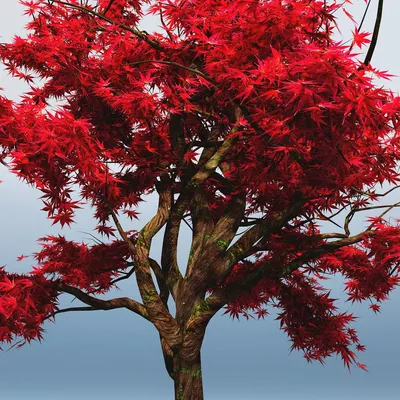 Купить SAFLAX - Красный японский клен - 20 семян - С горшечным субстратом  для лучшего выращивания - Acer palmatum | Joom