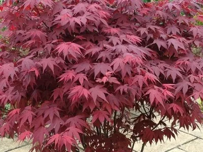 Японский Красный Клен Листья — стоковые фотографии и другие картинки Азия -  Азия, Без людей, Ветвь - часть растения - iStock