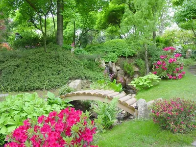 Растения для японского сада - названия и описание | Сайт о саде, даче и  комнатных растениях.