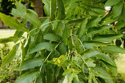 Ясень обыкновенный (Fraxinus excelsior) - PictureThis