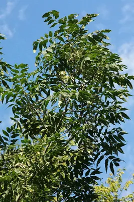 Ясень | Лиственные деревья | Каталог растений | CАДиК