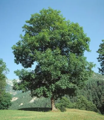 Ясень | Лиственные деревья | Каталог растений | CАДиК