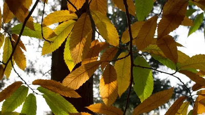 Осеннее дерево без листьев (48 фото) - 48 фото