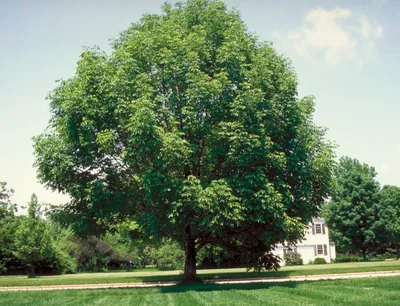 Ясень: описание дерева, виды, посадка и уход, места произрастания
