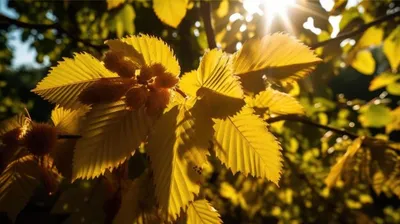 Ясень: фото дерева и листьев, описание, разновидности и интересные факты -  Sadovnikam.ru