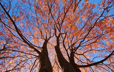 Китайский Ясень Фото Дерева И Листьев – Telegraph