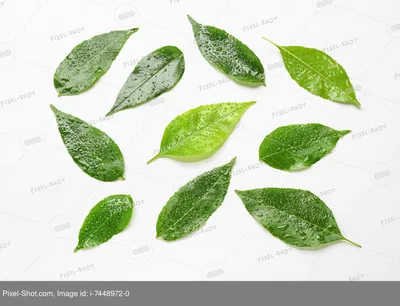 Зеленые листья ясеня на цветном фоне :: Стоковая фотография :: Pixel-Shot  Studio