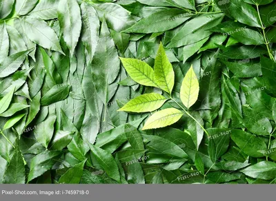 Ясень дерево листья семена (Большое количество фото) - treepics.ru