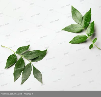 Листья похожи на ясень - Помогите определить растение - GreenInfo.ru