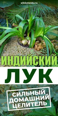 Индийский лук лекарственное растение індійський лук: цена 100 грн - купить  Комнатные растения на ИЗИ | Киев