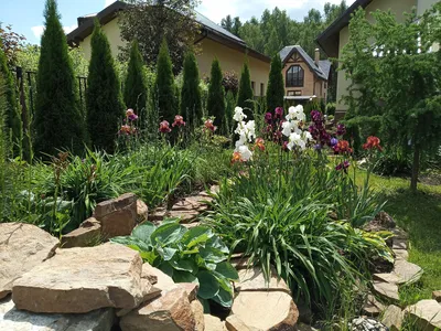 сибирский ирис в ландшафтном дизайне | Композиции цветников, Озеленение  небольшого двора, Идеи посадки растений