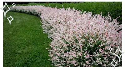 Ландшафтный дизайн Майкоп on Instagram: \"🍃Ива цельнолистная Хакуро нишики.  ✓Может стать изюминкой в любом саду. Имеет вариации штамбовой и кустовой  формы. Выделяется в саду за счет яркой окраски молодых весенних листьев  (белая