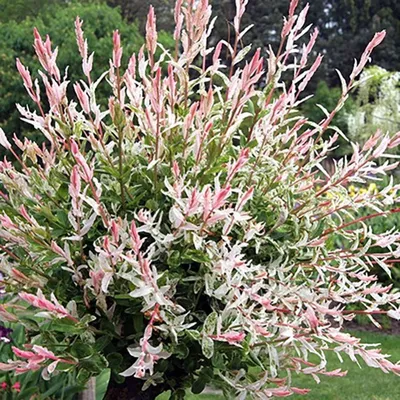 Садовая фея-дача, сад, огород on Instagram: \"Ива Хакуро Нишики очень  популярна и декоративна в ландшафтном дизайне. Особенно во время цветения.\"