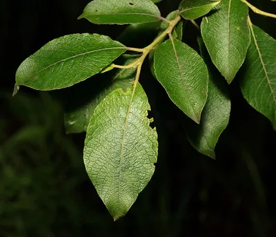 Ива козья - Salix caprea - Изображение растения - Плантариум | Растения