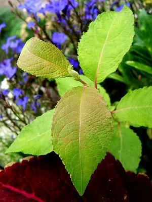 Ива козья (Salix caprea L.) – Лиственные деревья Буква «И» - цветочный  портал Ваш Сад!